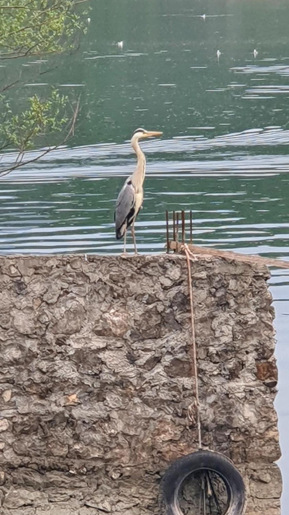 Apartman Skadarsko Jezero Bay Vranjina 외부 사진